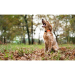 Product thumbnail 1 of 7