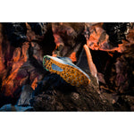 Product thumbnail 43 of 64