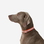 orange neon fluo